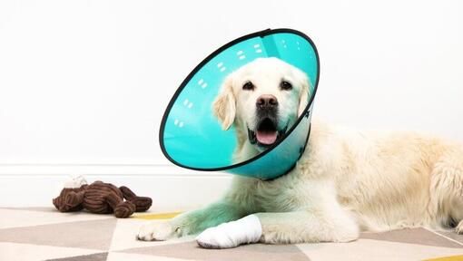 Dog neck thing sales